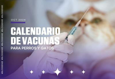 Calendario de vacunas para perros y gatos